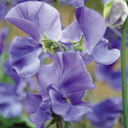 Picture of Sweet Pea - Linda C*